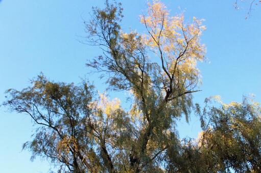 Trees, trees, wood, sky, JPG