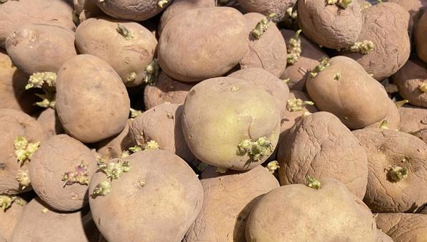 芽が出たたくさんのジャガイモの山 ジャガイモ,芽,発芽の写真素材