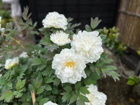 小樽貴賓館の牡丹芍薬 小樽貴賓館の牡丹芍薬の写真