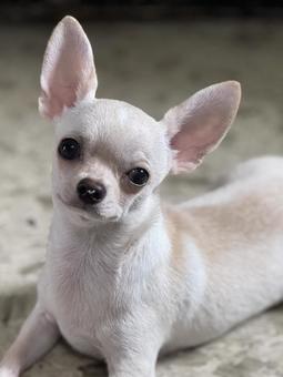 白色の子犬のチワワ 白色の子犬のチワワの写真