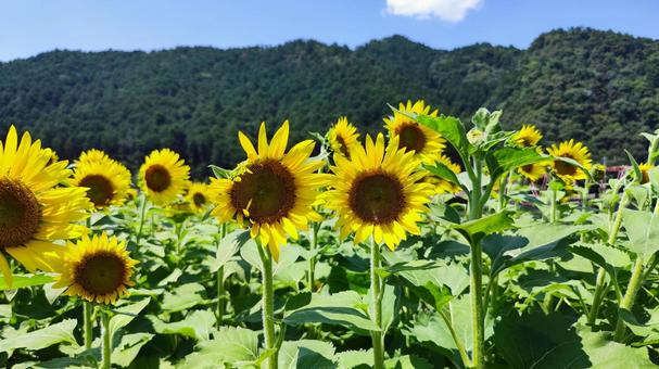 夏を抱きしめる花畑 夏を抱きしめる花畑の写真