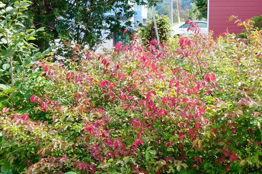 「秋の詩(うた)」 「秋の詩(うた)」 北海道,秋分の日,紅葉の写真素材