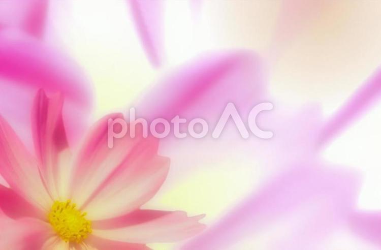 ピンクのコスモスの花と花びらのテクスチャ コスモス,背景,テクスチャの写真素材
