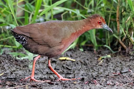 池畔を歩くヒクイナ ヒクイナ,クイナ,水鶏の写真素材