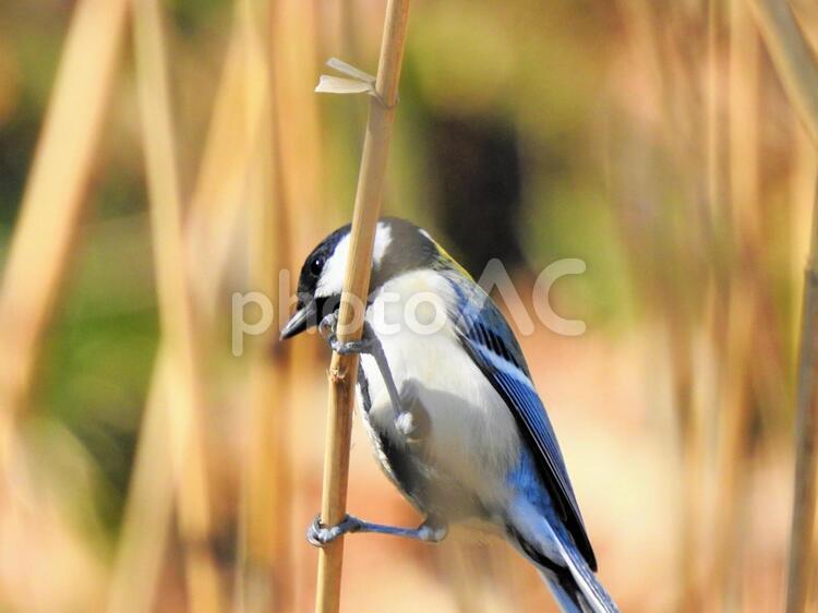風がつよーい 四十雀,シジュウカラ,鳥の写真素材