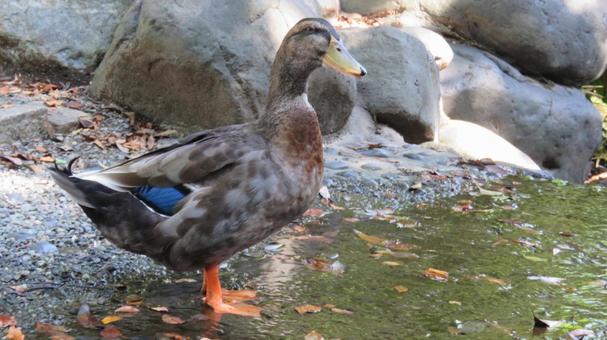 マガモ マガモの写真