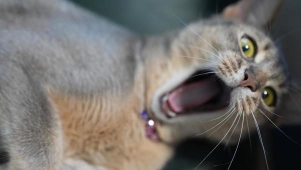 あくびをする猫、アビシニアン あくびをする猫、アビシニアンの写真