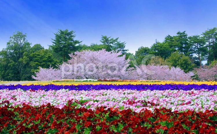 春の花の競演/とっとり花回廊・花の丘 春の風景,花,花の丘の写真素材