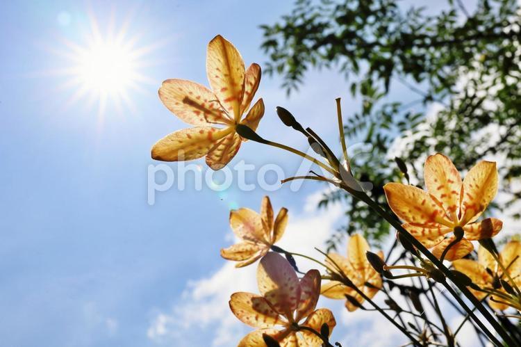 太陽を見上げるヒオウギ ヒオウギ,オレンジ色,太陽の写真素材