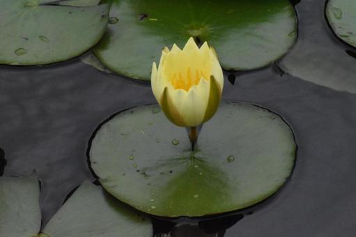 Water lilies in Moegino, Aoba Ward, Yokohama City, just after the summer heat, JPG