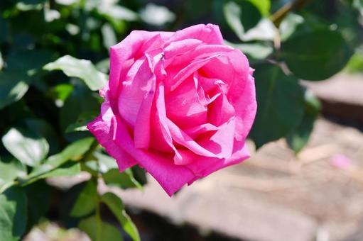 薔薇 ディムカズコ 薔薇 ディムカズコの写真