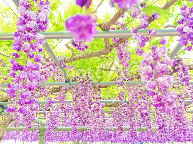 藤の花　八重咲 春,藤,フジの写真素材