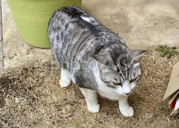 斜め上からアングルのサバ白にゃんこ様 猫,可愛い,サバシロの写真素材