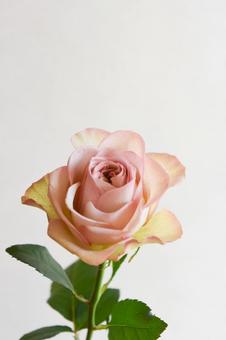 ピンクのばらの写真