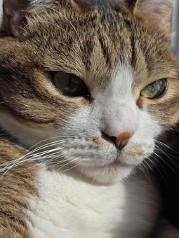 見つめる猫 猫,ネコ,ペットの写真素材