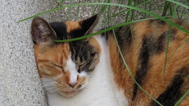 壁に引っ付いてお昼寝するもふもふな三毛猫 壁に引っ付いてお昼寝するもふもふな三毛猫の写真