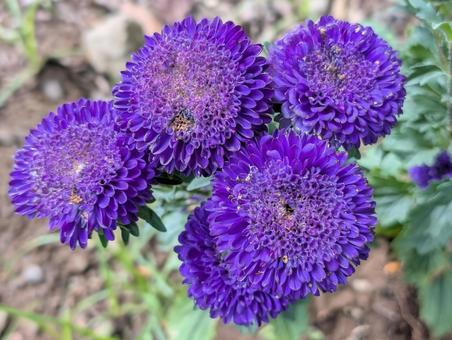 花 公園の片隅に咲いた紫のエゾギク 花 公園の片隅に咲いた紫のエゾギクの写真