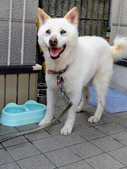 ワンコと暮らす 犬,ワンコ,外飼いの写真素材