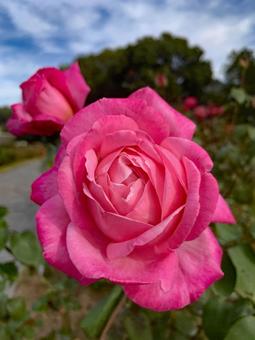 バラ 薔薇 花 バラ,薔薇,花の写真素材