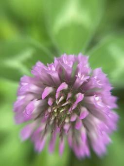 ツメクサの写真