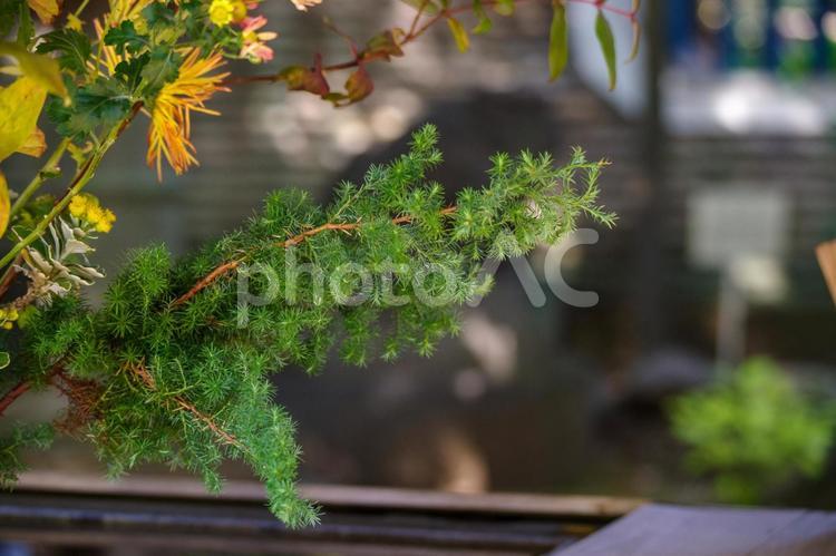 東京赤坂の氷川神社にある手水舎の生け花 いける,ダイナミック,境内の写真素材