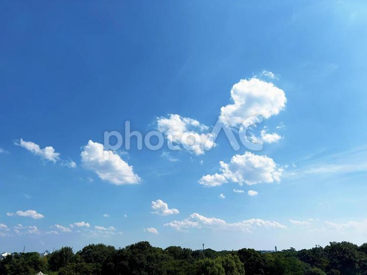 木々と青空の風景 空模様,空,雲の写真素材