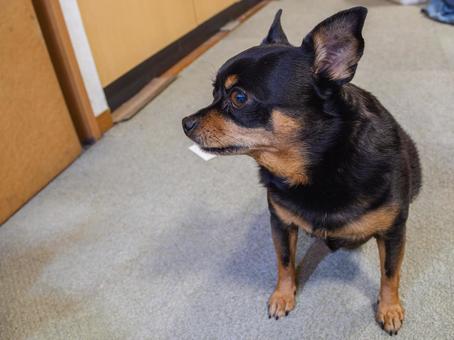 座る犬(チワワ・ミニピン) 座る犬(チワワ・ミニピン)の写真