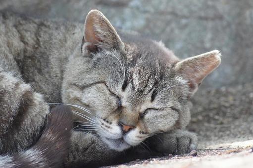 ねこ ねこ にゃんこ,可愛い,野良猫の写真素材
