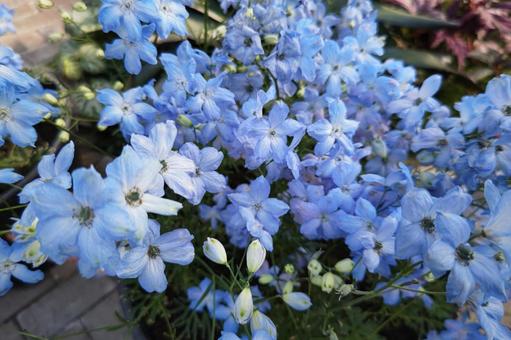 花 花の写真