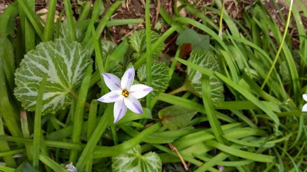 Photo, spring, flower, natural, 