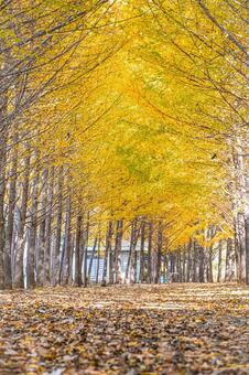 北海道札幌市　星観緑地の秋景色 北海道,札幌,札幌市の写真素材