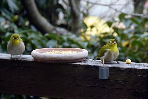 メジロ・庭に来る野鳥 野鳥,メジロ,2羽の写真素材