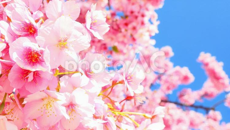 満開の桜と青空 桜,満開,青空の写真素材