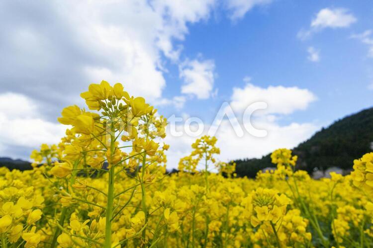 満開の菜の花畑の背景素材 春,菜の花,アブラナの写真素材