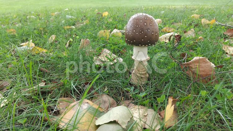 秋のきのこ2 キノコ,茸,秋の写真素材