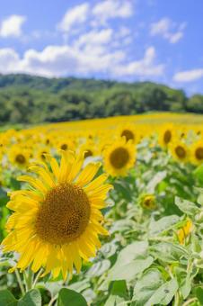 元気に咲くひまわり 夏の太陽のような存在 元気に咲くひまわり 夏の太陽のような存在の写真