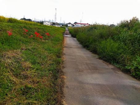 散歩道 散歩道 散歩道,道路,あぜ道の写真素材