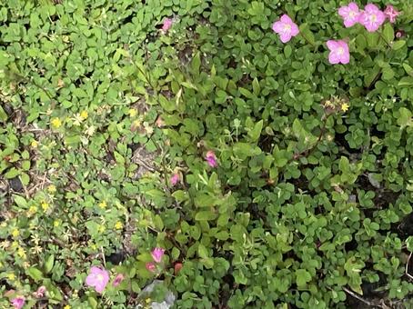 春の雑草 雑草,草,ピンクの花の写真素材