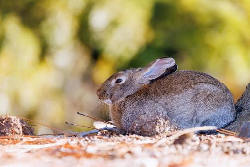 大久野島の兎 大久野島の兎 うさぎ,大久野島,野生動物の写真素材