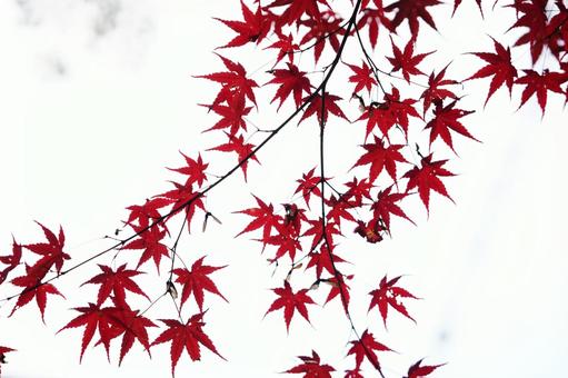 赤く紅葉したモミジ11 モミジ,紅葉,紅葉狩りの写真素材
