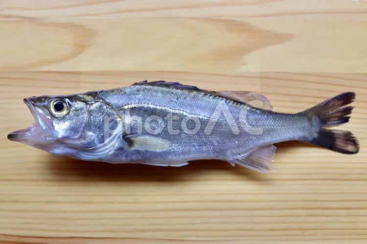 セイゴ（スズキの子） セイゴ,料理,海の写真素材