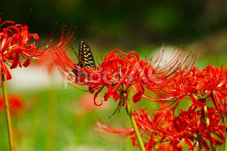 彼岸花と蝶　赤4 ヒガンバナ,秋,赤の写真素材