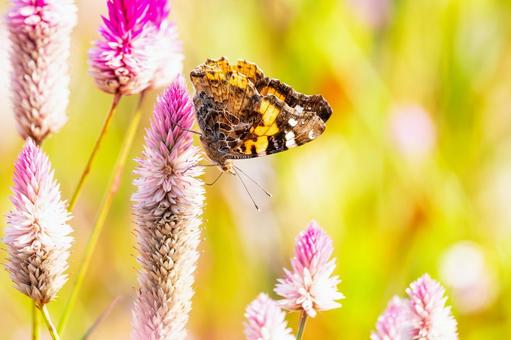 アカタテハ(36) アカタテハ(36) 蝶,アカタテハ,昆虫の写真素材