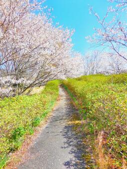 桜景色 桜景色の写真