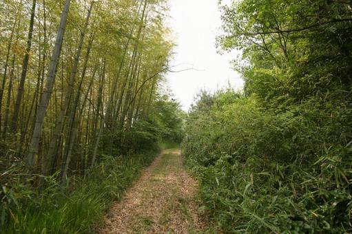 敵は本能寺にあり 旧山陰道,老ノ坂峠,山陰街道の写真素材