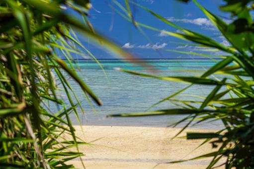 小浜島 小浜島の写真