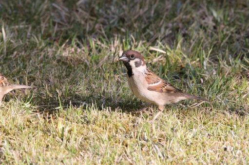 スズメ1 スズメ1 鳥,小鳥,スズメの写真素材