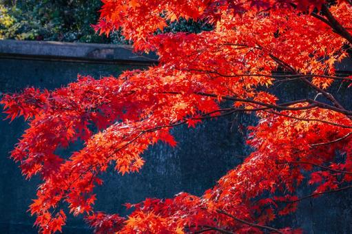 紅葉のカーテン 紅葉のカーテン 紅葉,秋,赤の写真素材