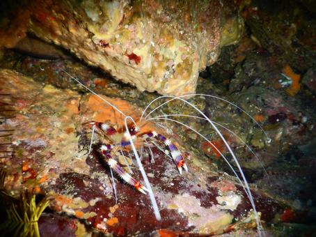 オトヒメエビ オトヒメエビ,海老,海の写真素材