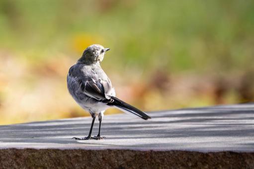 ハクセキレイ(29) 野鳥,ハクセキレイ,セキレイの写真素材